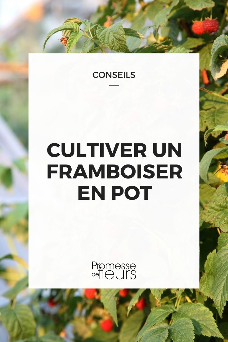 Growing Raspberries in Pots