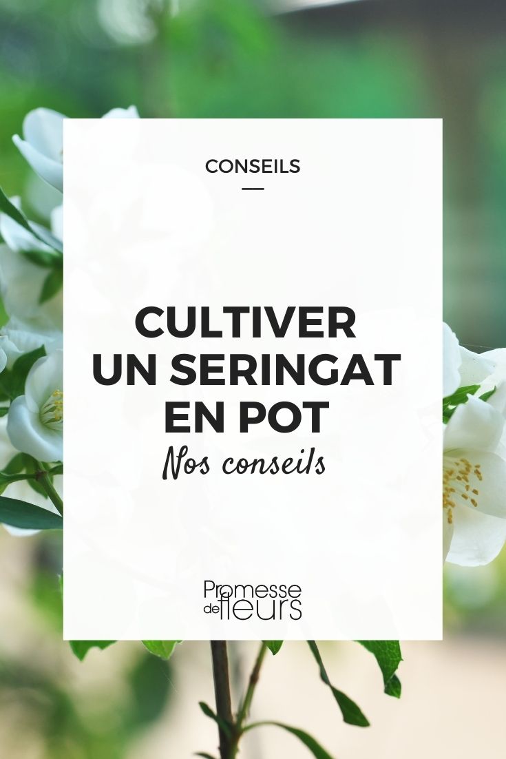 Growing a Mock Orange in a Pot