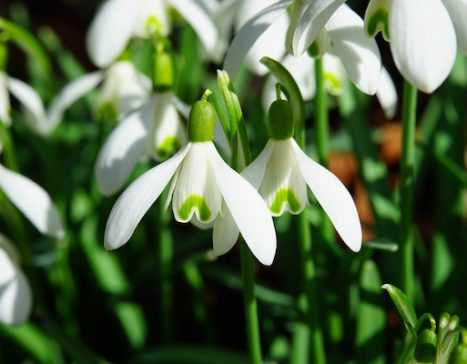 How to propagate snowdrops?