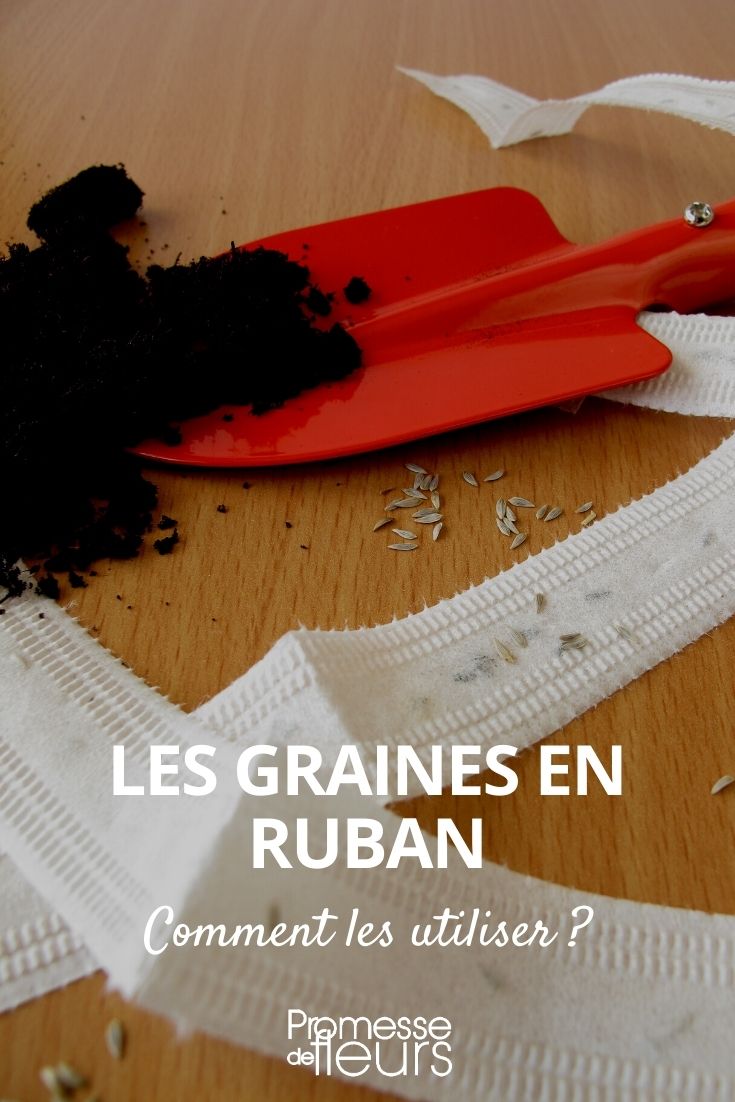 seed tape Sowing seeds in tape