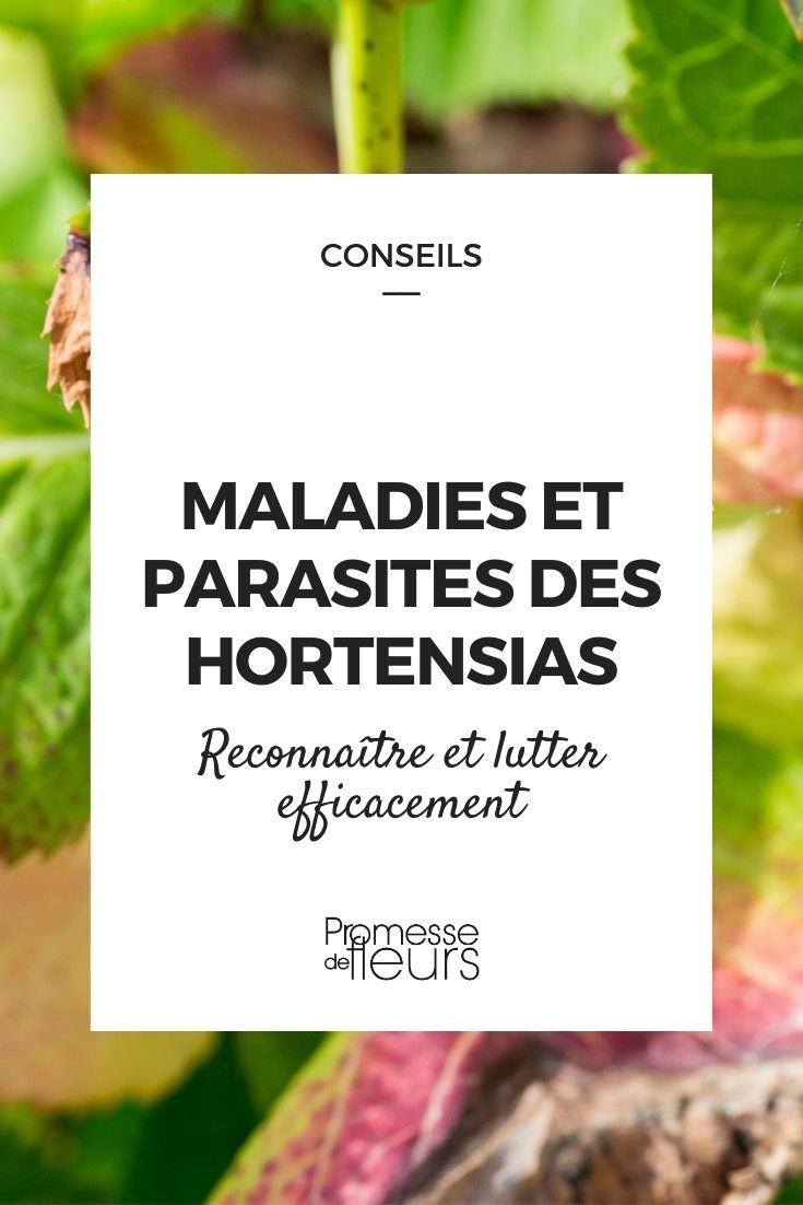 Diseases and Parasitic Issues in Hydrangeas