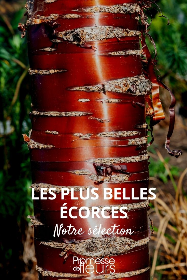 beautiful barks, remarkable barks, trees with notable bark