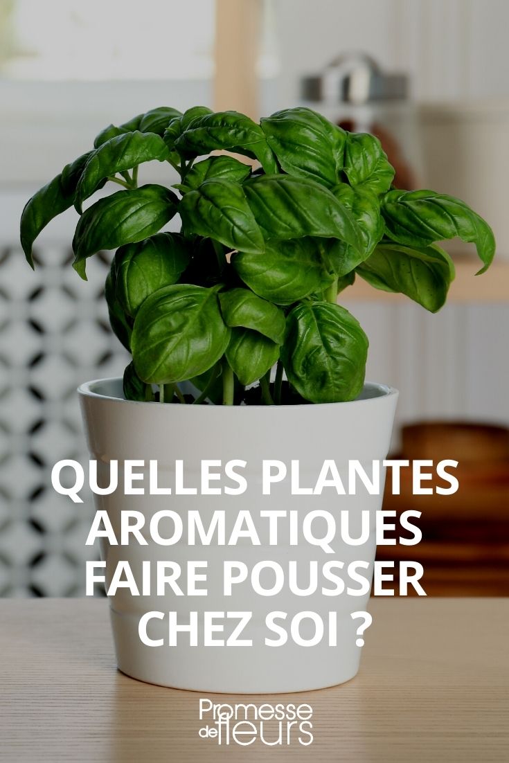 indoor herbs