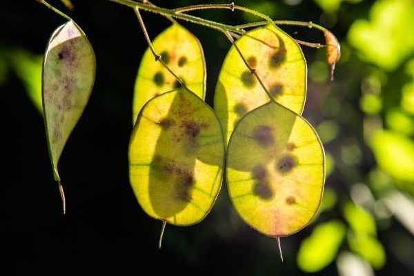 Successful sowing of Honesty (Lunaria annua)