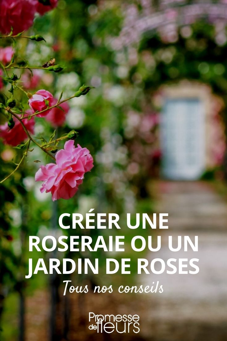 Creating a Rose Garden