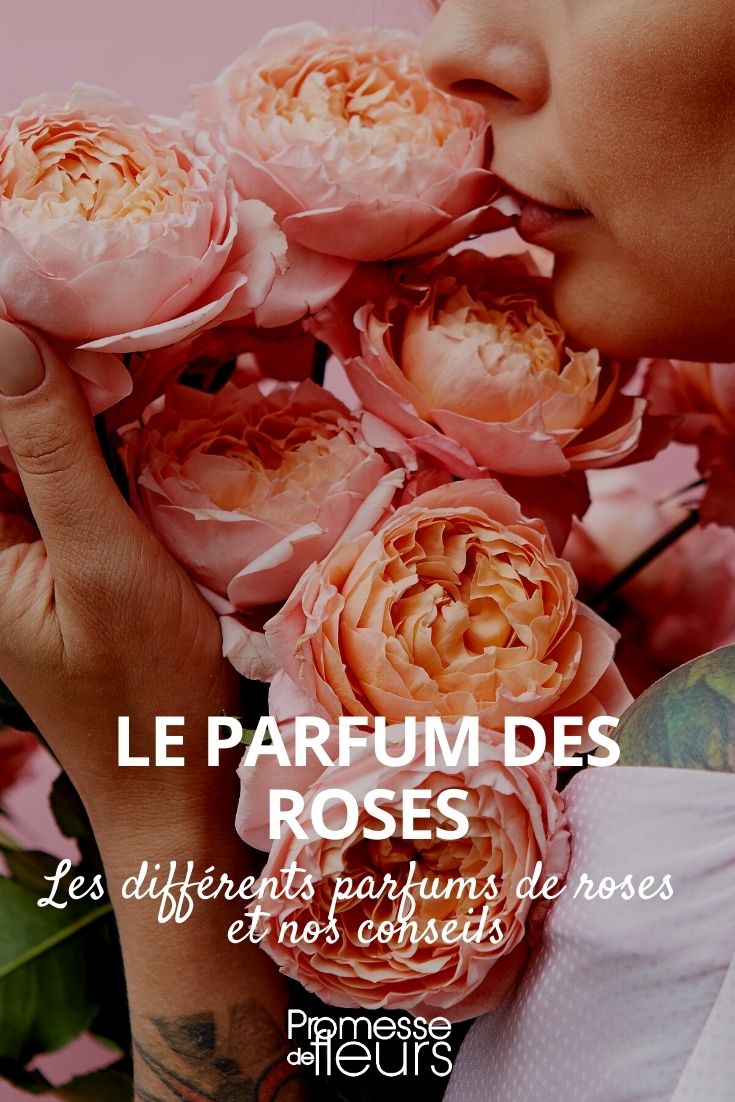 scent of roses