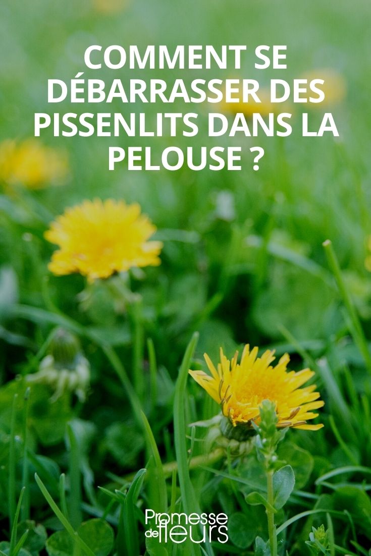 dandelion