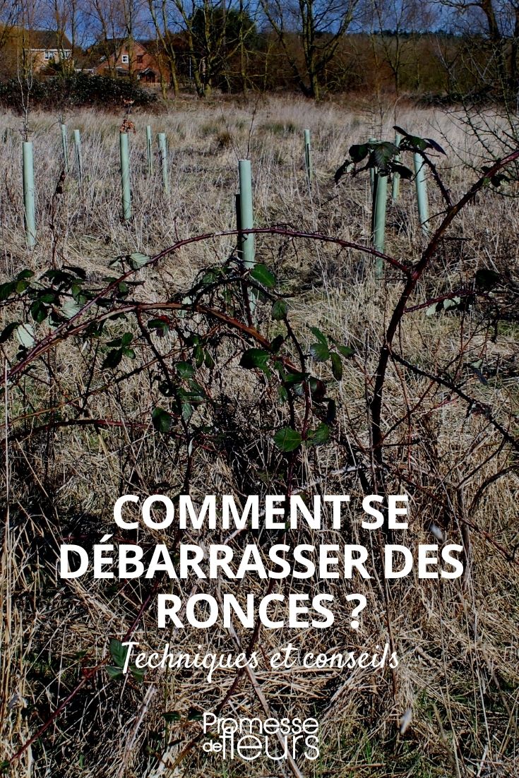 Eliminating Brambles Naturally