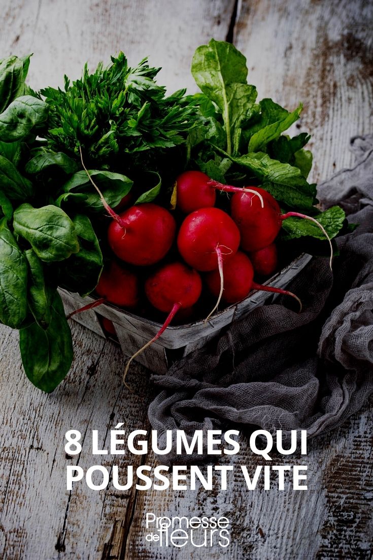 8 Vegetables That Grow Quickly fast-growing vegetables