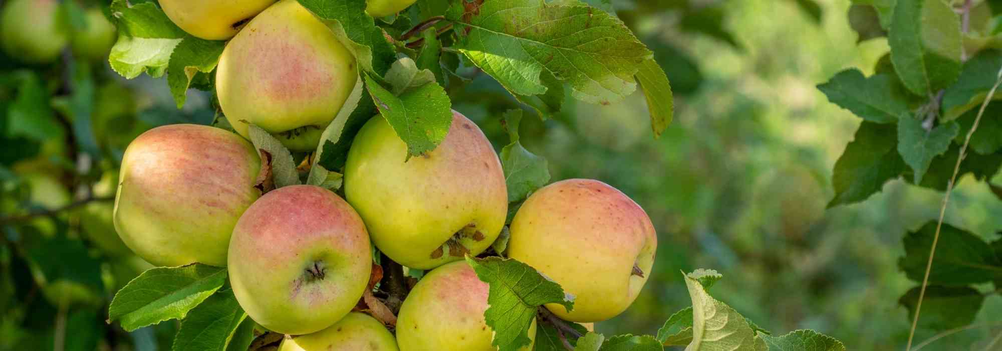 What is alternate bearing in fruit trees?