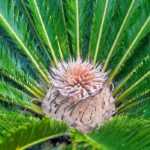 Cycas: planting and care