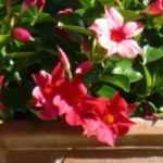 How to grow dipladenia in a pot?
