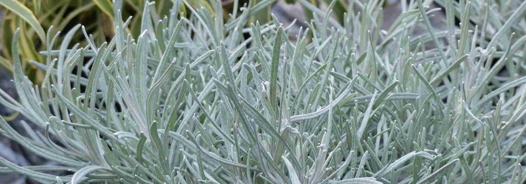 How to prune Helichrysum?