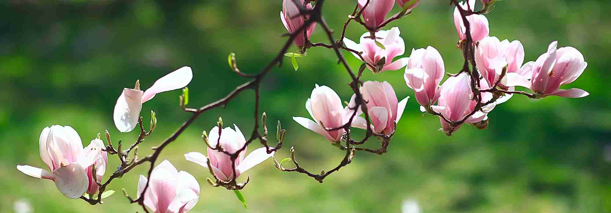 Magnolias: 7 companion planting ideas