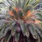 Phoenix: planting, cultivation, maintenance