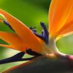 Strelitzia, Bird of Paradise: planting, care