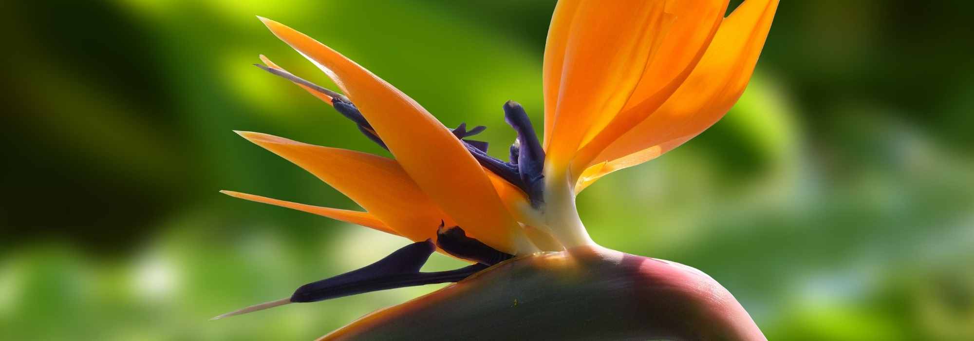 Strelitzia, Bird of Paradise: planting, care