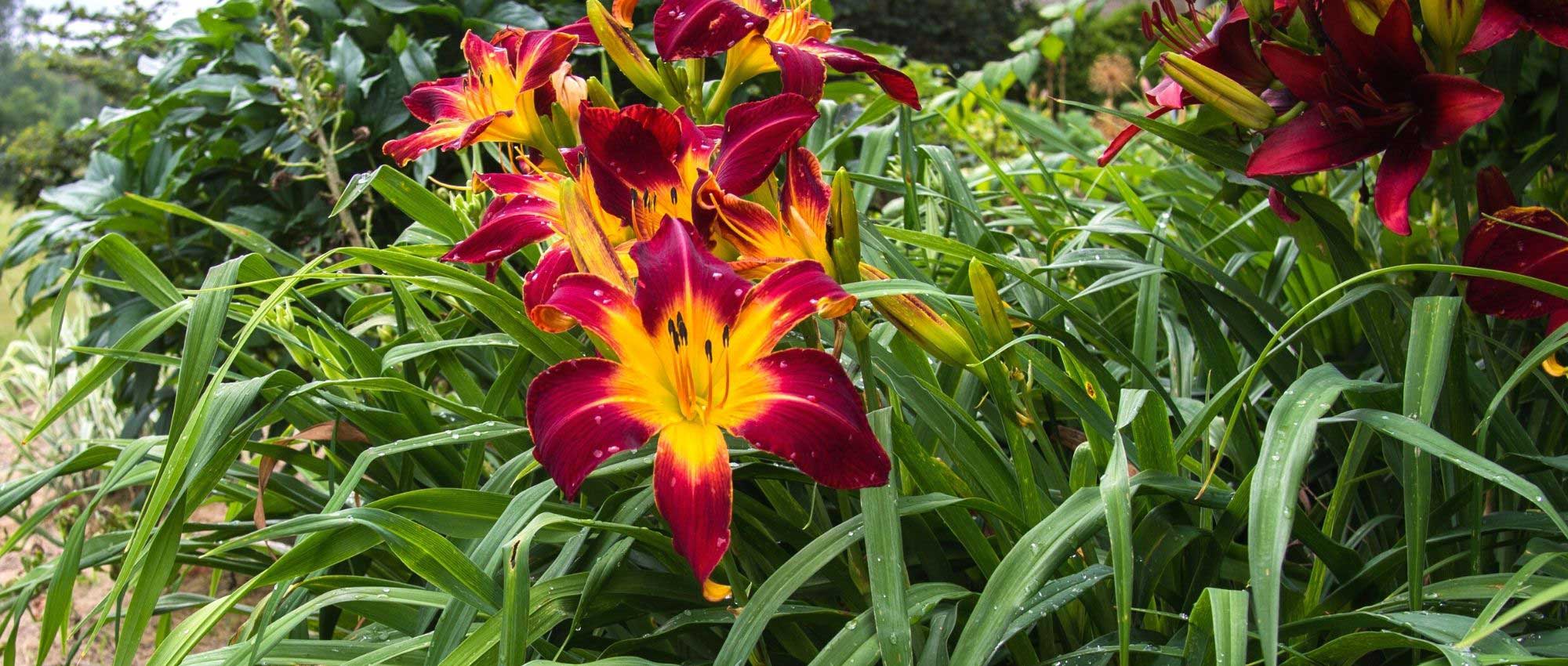 7 perennials with XXL flowers
