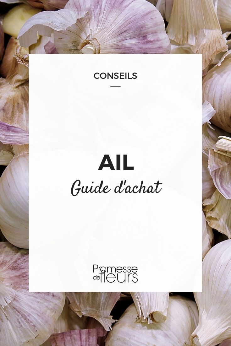 Garlic Buying Guide