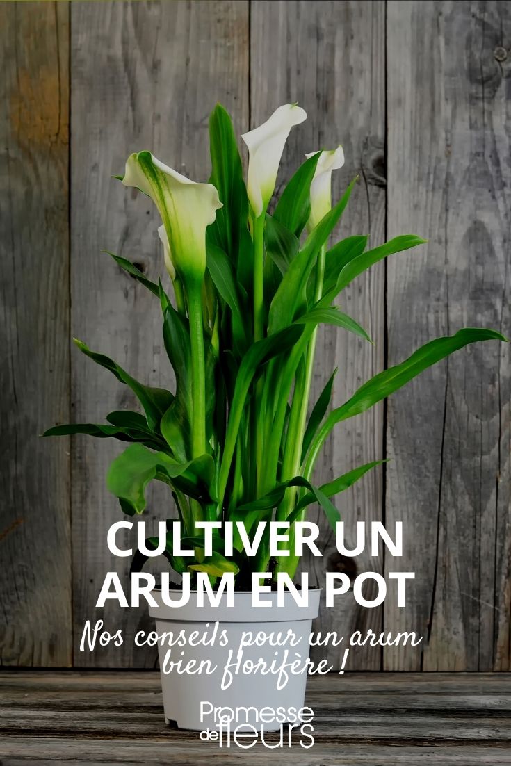 potted arum Growing an Arum Lily in a Pot