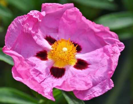 The Rockrose: How to Take a Successful Cutting