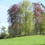 Creating a woodland garden