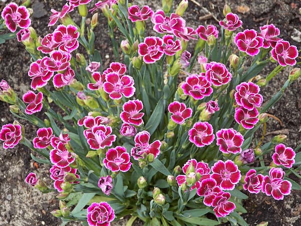 Drying carnations