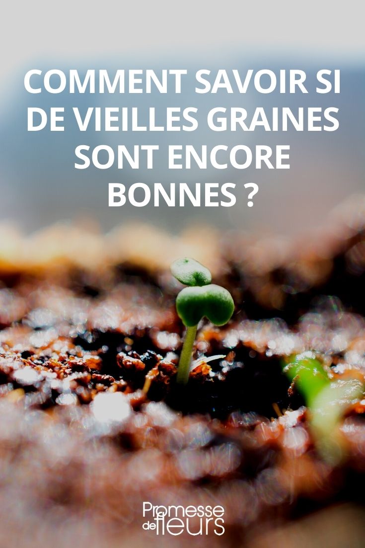 seeds still good Determining if Old Seeds are Still Viable