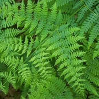 How to Make Fern Liquid Manure? Recipe and Uses