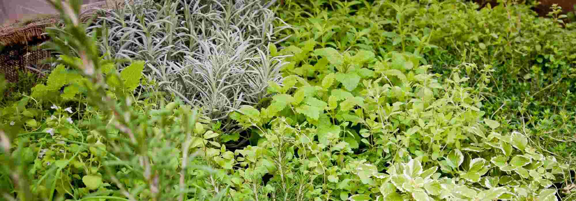 Medieval garden: Creating a garden of singles