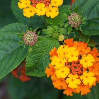 How to take a cutting from a lantana?