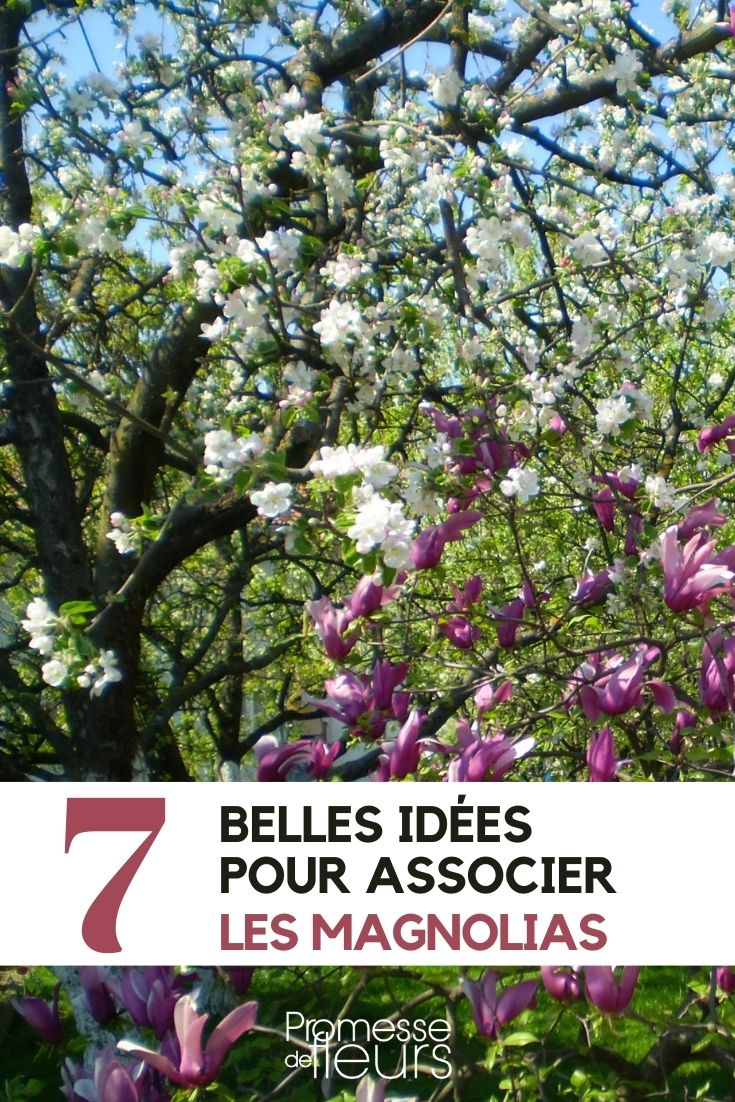 Magnolia: 7 Plant Pairing Ideas