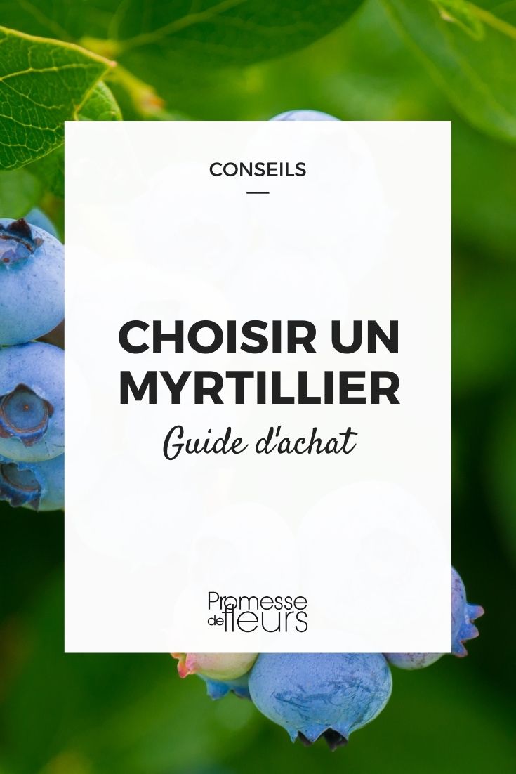 Blueberry Buying Guide Choosing a Blueberry Bush