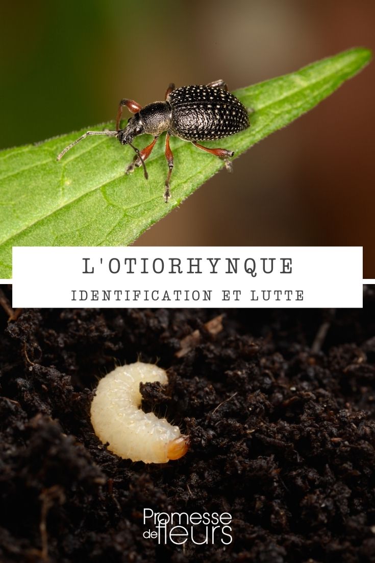 vine weevil vine weevil