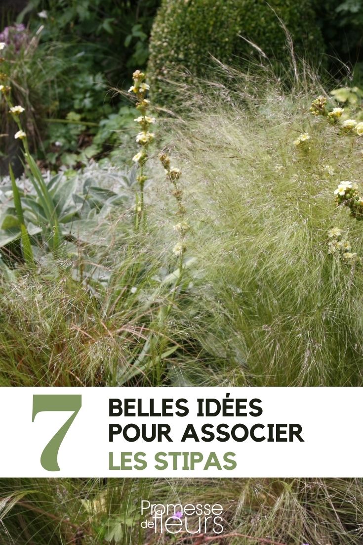 Stipa: Our Plant Pairing Ideas