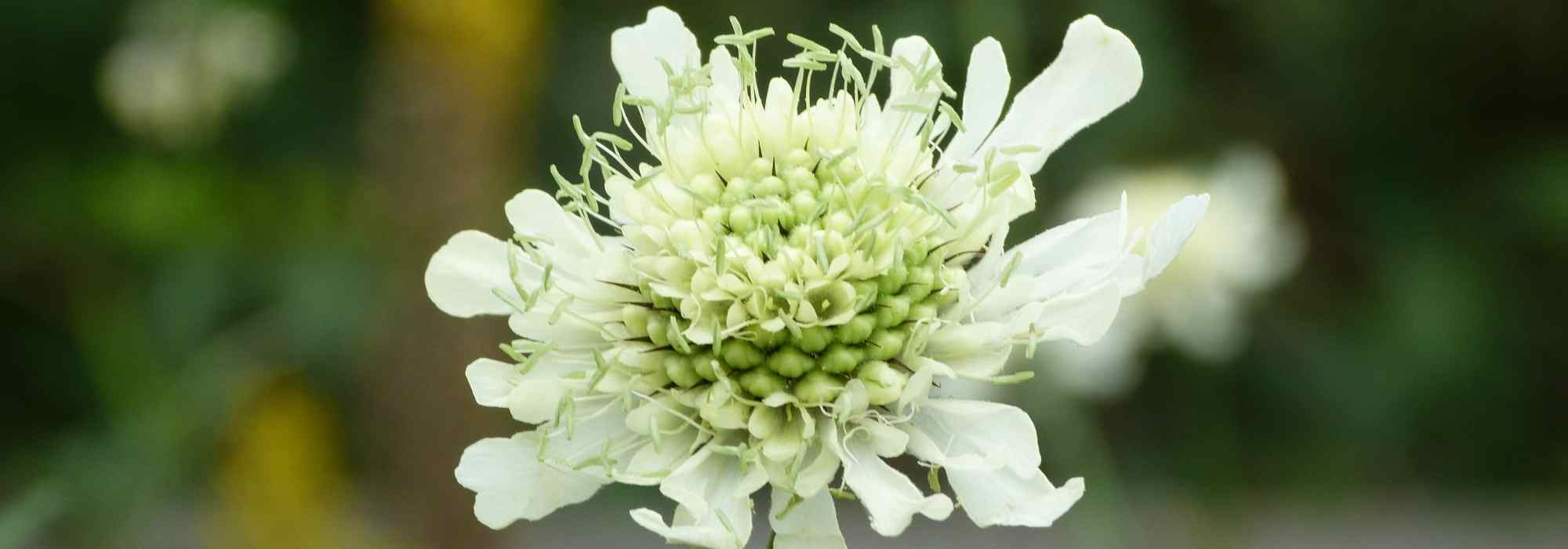 Cephalaria: planting, cultivation