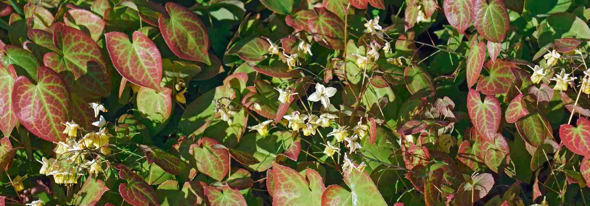 Associating Epimediums: the best companion plants