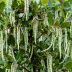 Garrya elliptica: planting, caring for