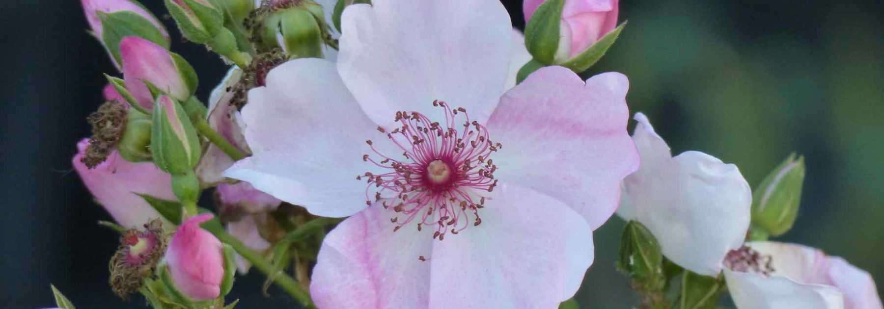 Sulphur in the Garden: How and Why to Use It?