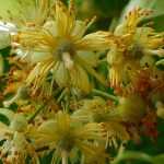 How to dry linden flowers?