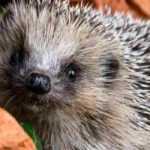 Welcoming a hedgehog to your garden