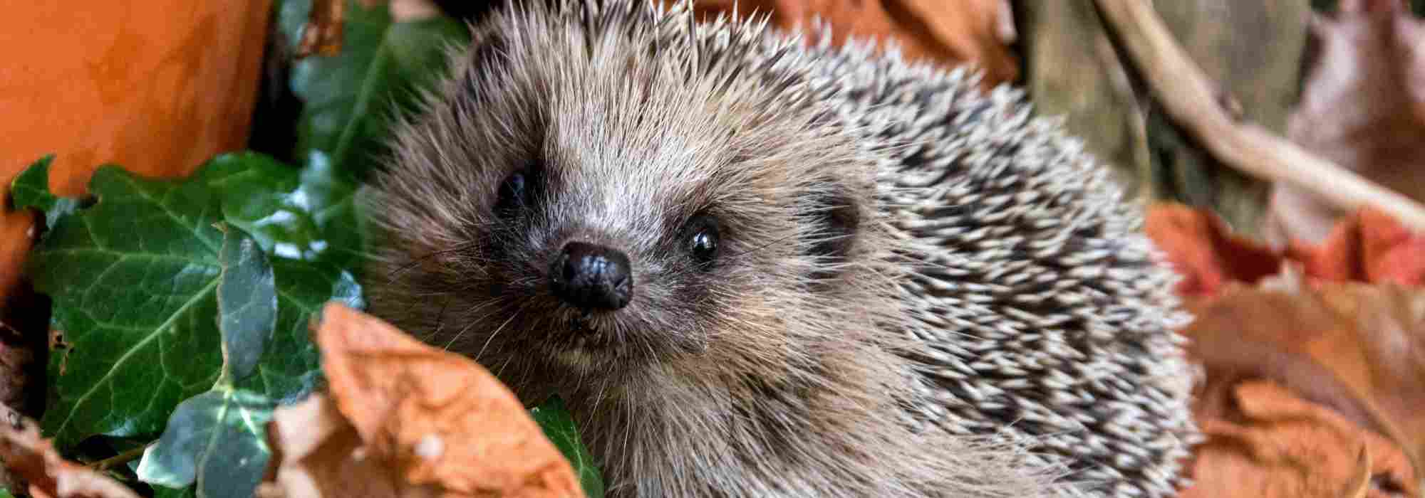 Welcoming a hedgehog to your garden