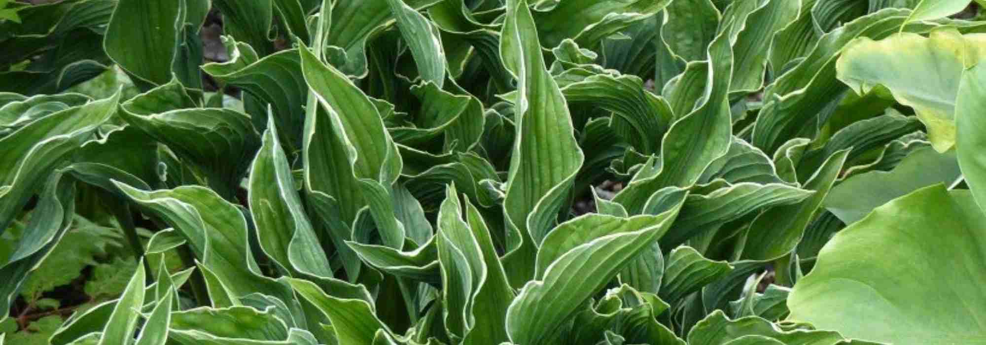 4 dwarf Hostas