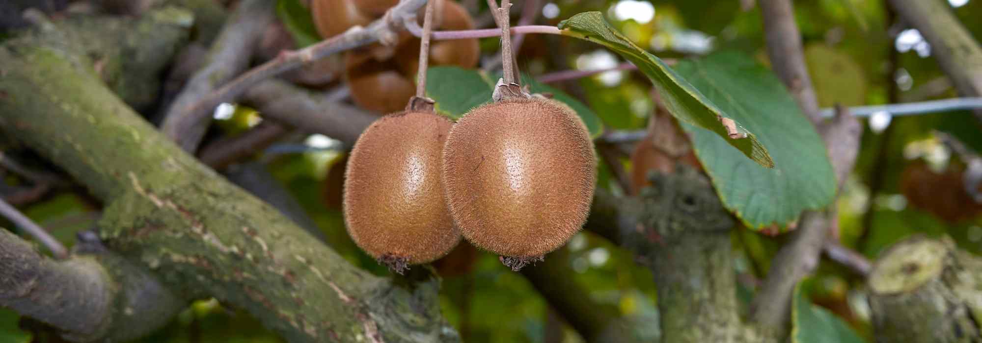 Male and female kiwi: how to distinguish them?