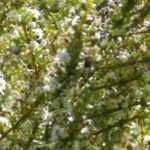 Olearia: planting, cultivation