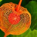 Physalis: sowing, cultivation, harvest