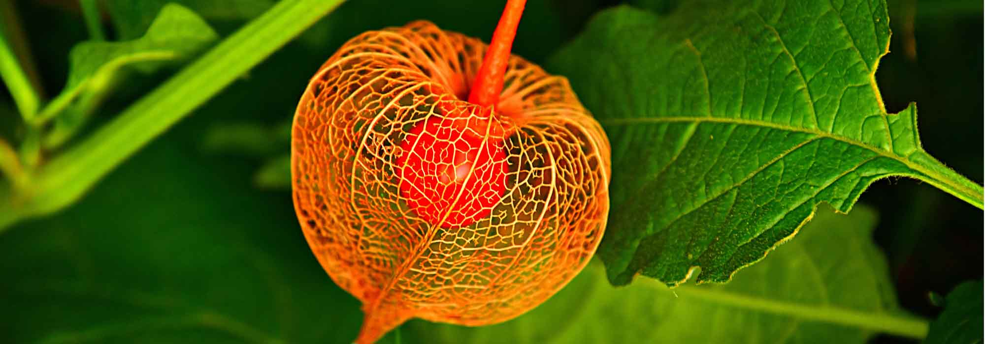 Physalis: sowing, cultivation, harvest