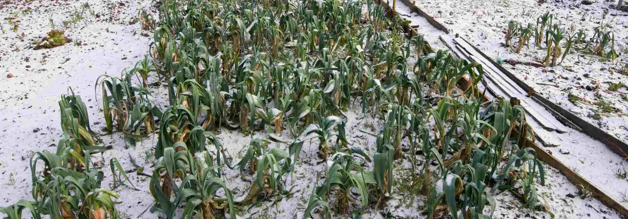 Growing a vegetable garden in continental climate