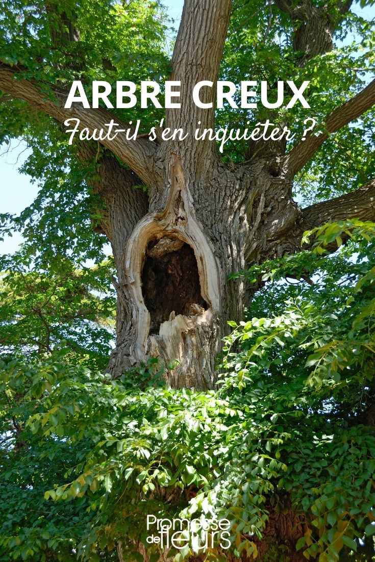 hollow tree