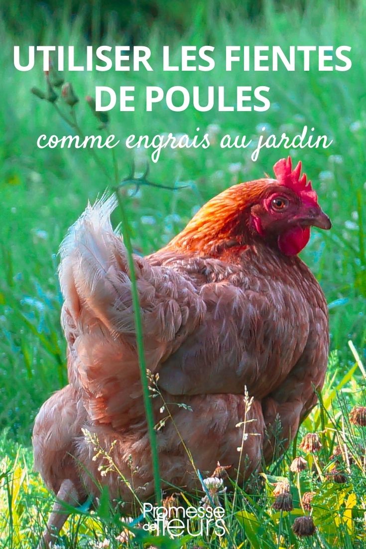 Chicken Manure in the Garden